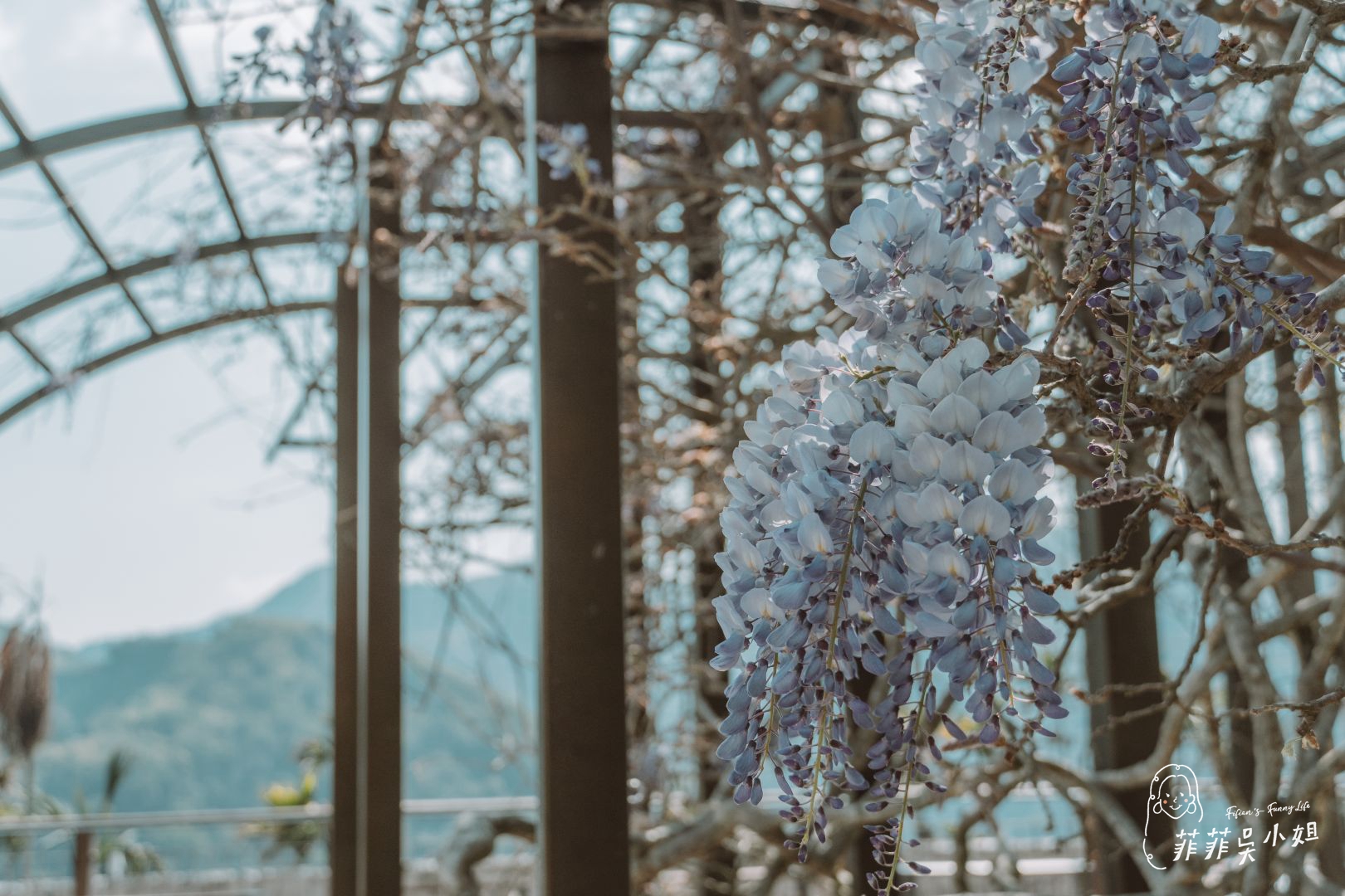 2023紫藤花季，瑞里紫色山城浪漫賞花＋體驗在地遊程５大景點推薦 @菲菲吳小姐