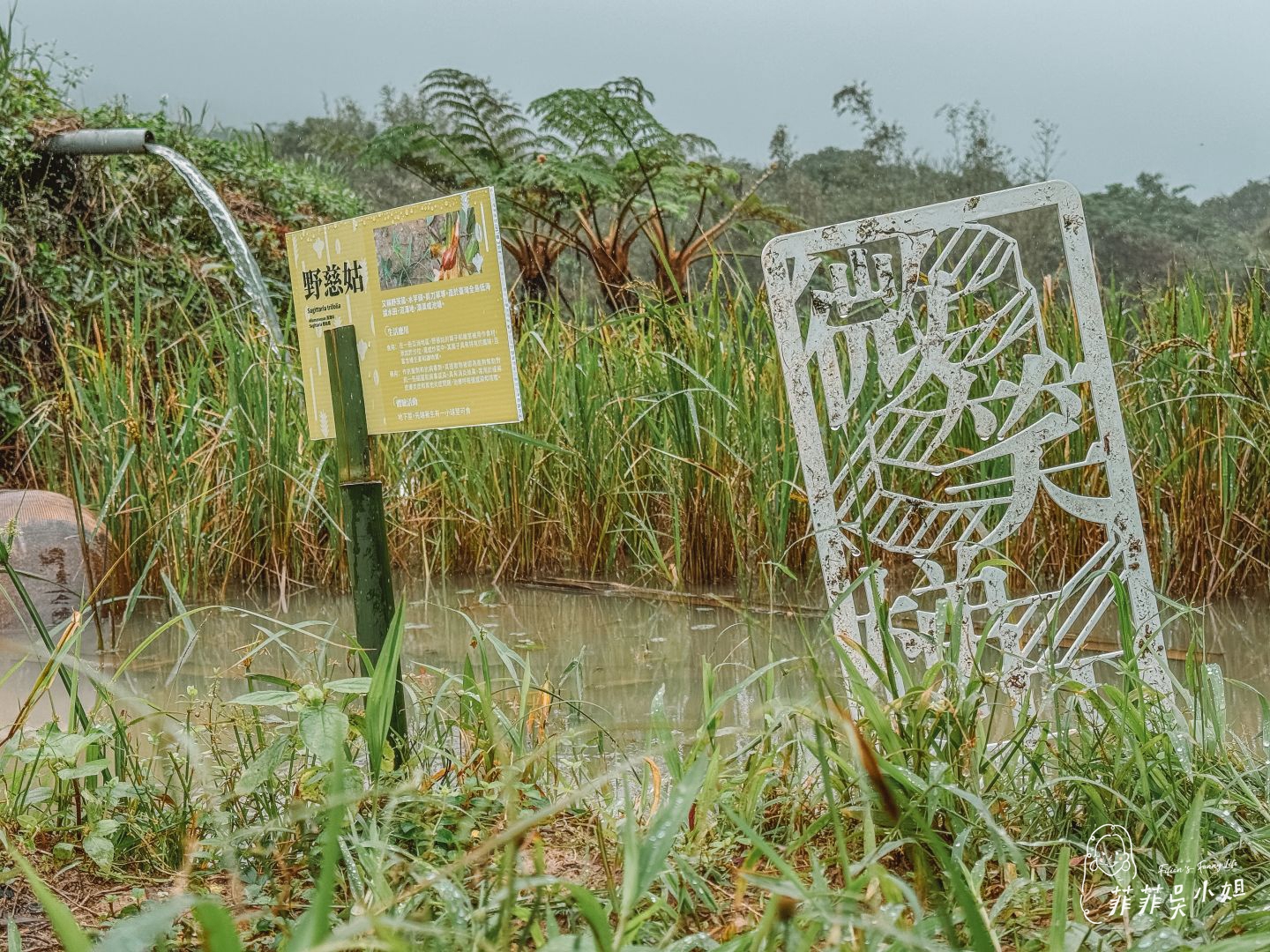 漫遊山海線-貢寮祕境玩透透，走讀古道、體驗雞母嶺在地生活、落羽松美景、魚行驛站望高去 @菲菲吳小姐