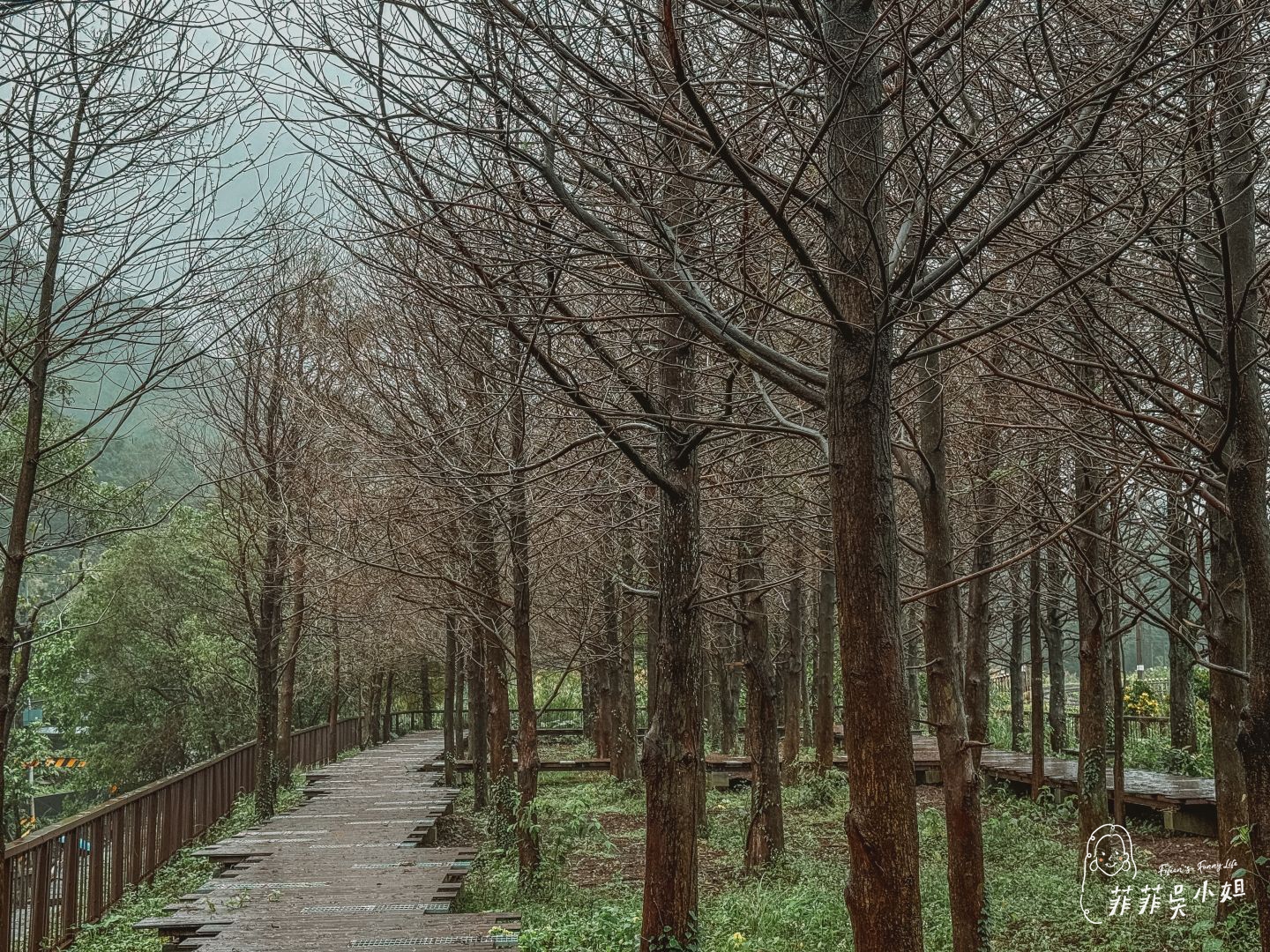 漫遊山海線-貢寮祕境玩透透，走讀古道、體驗雞母嶺在地生活、落羽松美景、魚行驛站望高去 @菲菲吳小姐