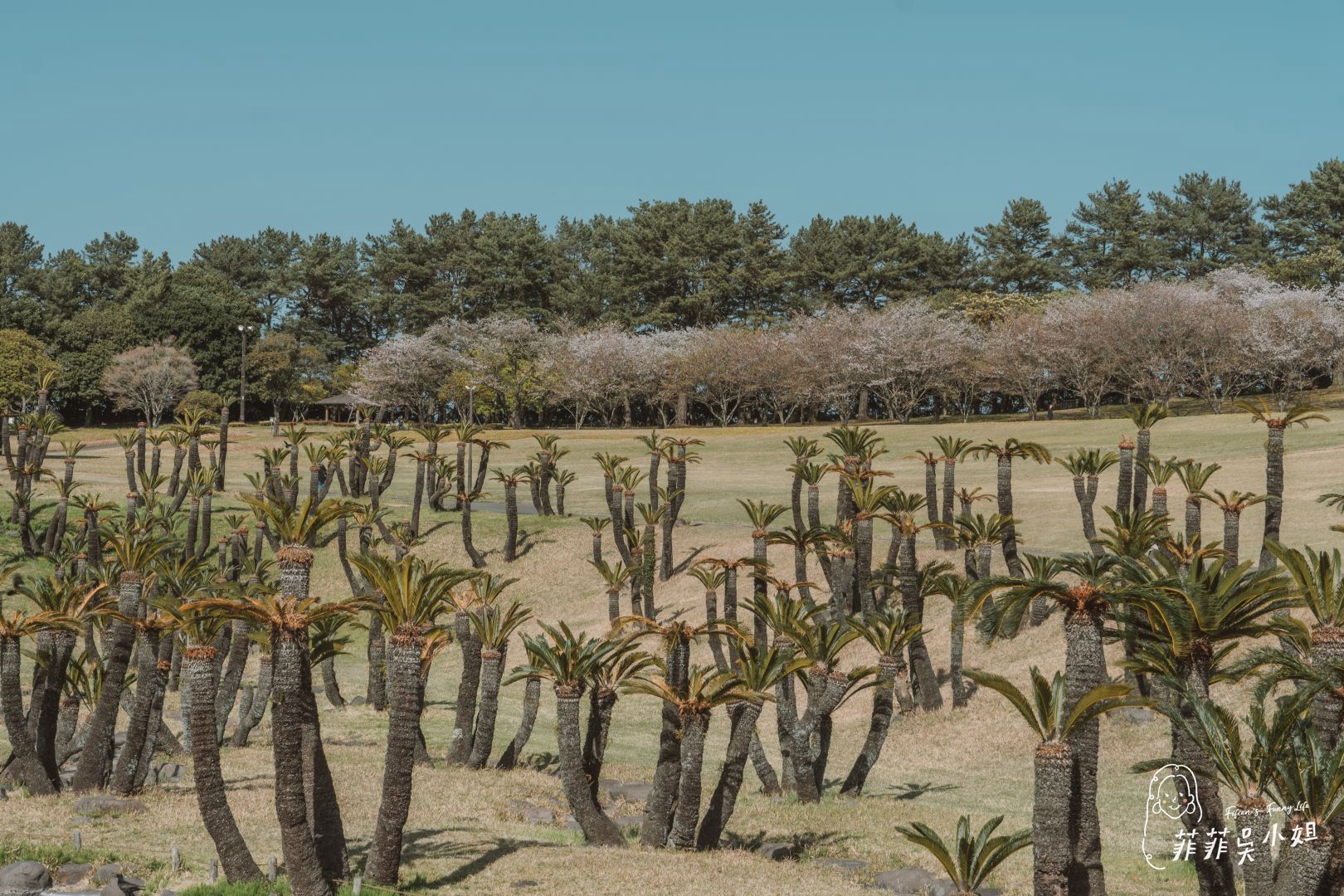 鹿兒島吉野公園，春季賞櫻聖地，眺望壯觀的櫻島火山 @菲菲吳小姐