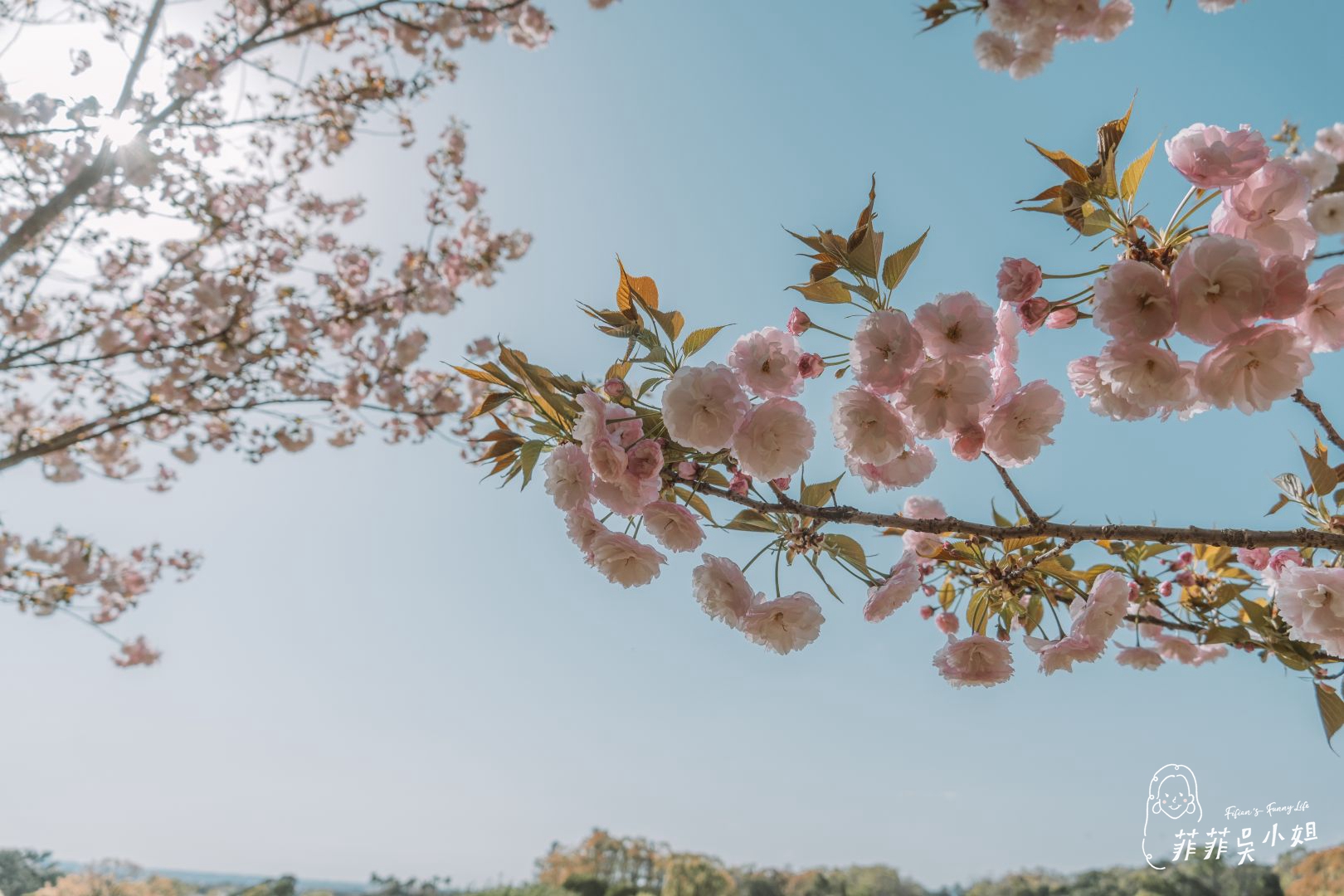 鹿兒島吉野公園，春季賞櫻聖地，眺望壯觀的櫻島火山 @菲菲吳小姐