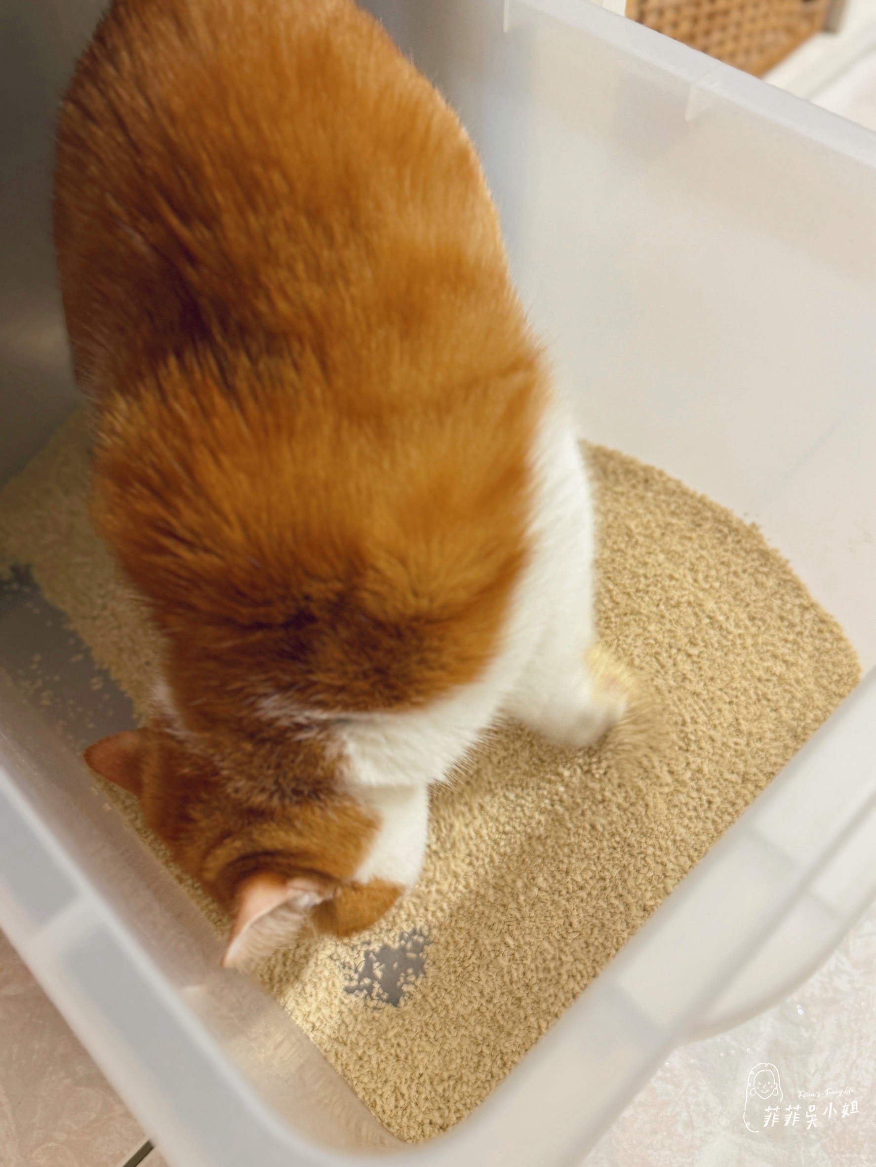 美國 Assin Anneil 安心豆腐砂，低粉塵高凝結力，貓砂寄倉服務一次到位 @菲菲吳小姐