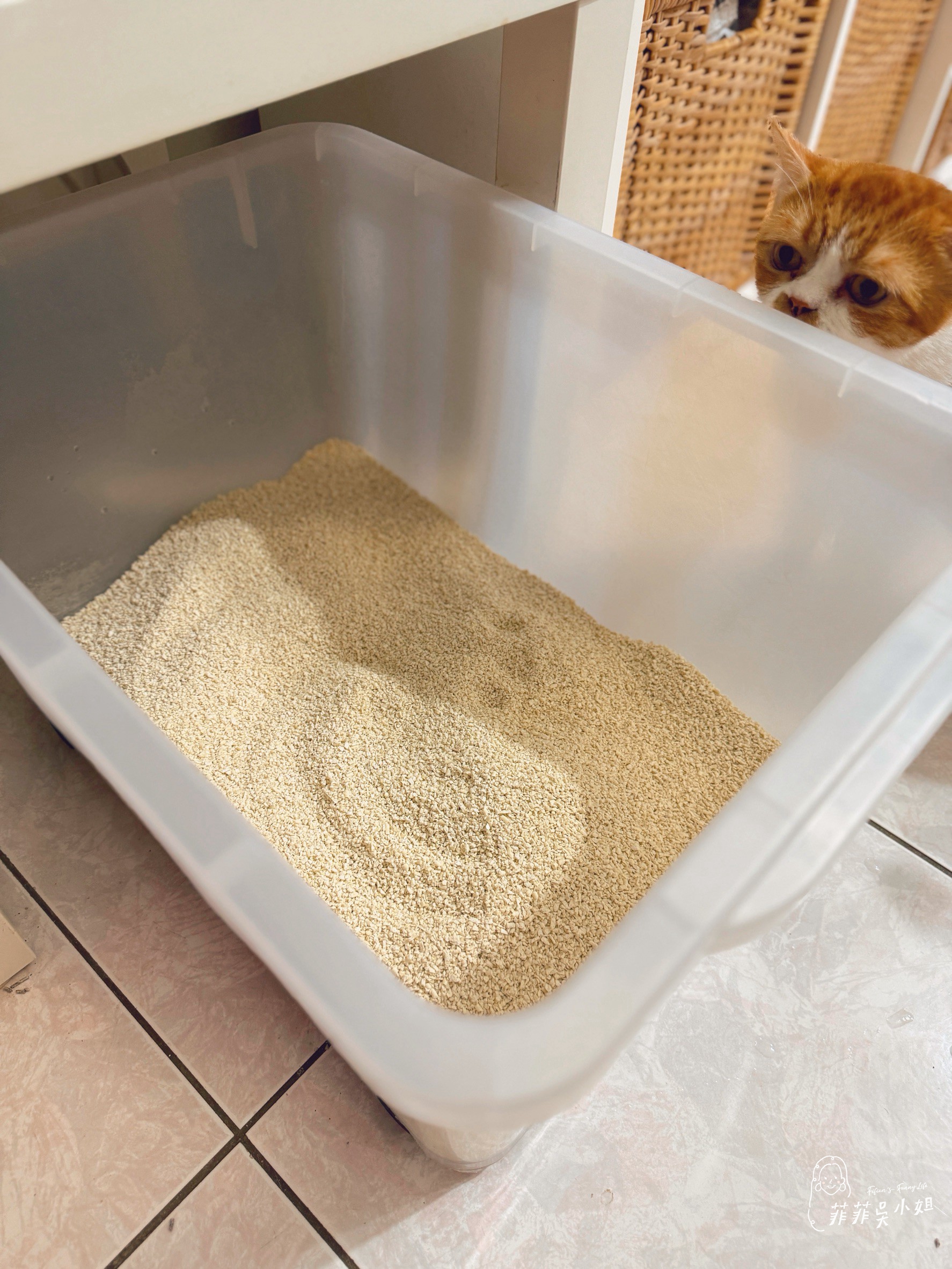 美國 Assin Anneil 安心豆腐砂，低粉塵高凝結力，貓砂寄倉服務一次到位 @菲菲吳小姐