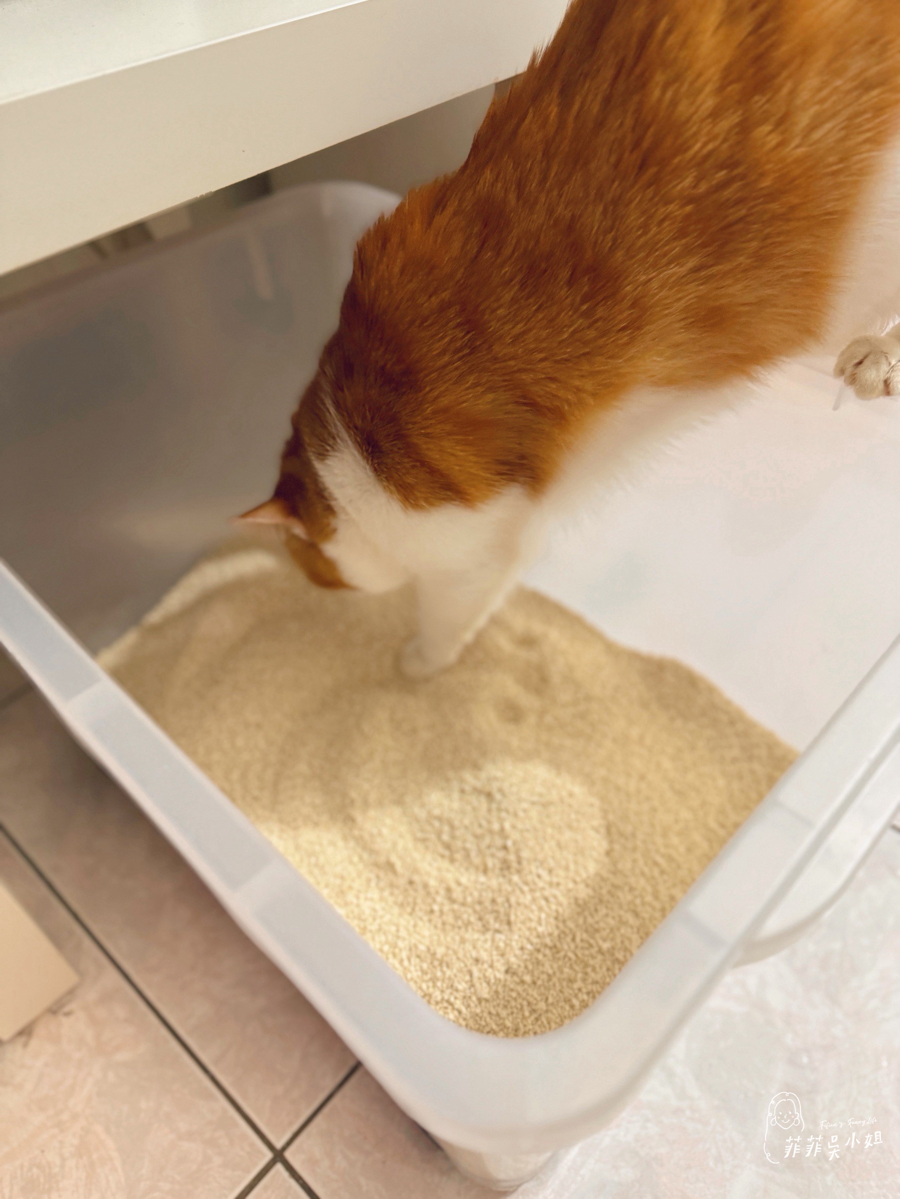 美國 Assin Anneil 安心豆腐砂，低粉塵高凝結力，貓砂寄倉服務一次到位 @菲菲吳小姐