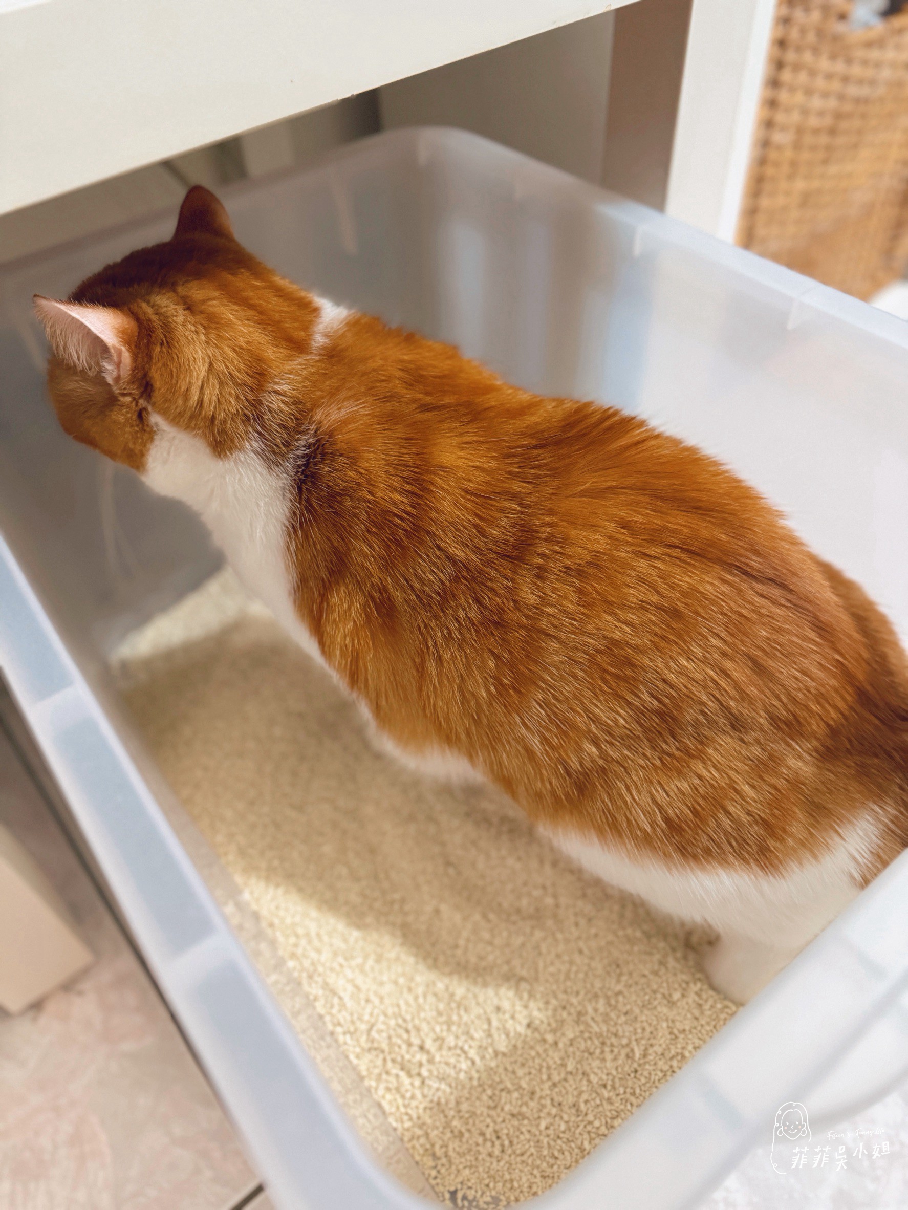 美國 Assin Anneil 安心豆腐砂，低粉塵高凝結力，貓砂寄倉服務一次到位 @菲菲吳小姐