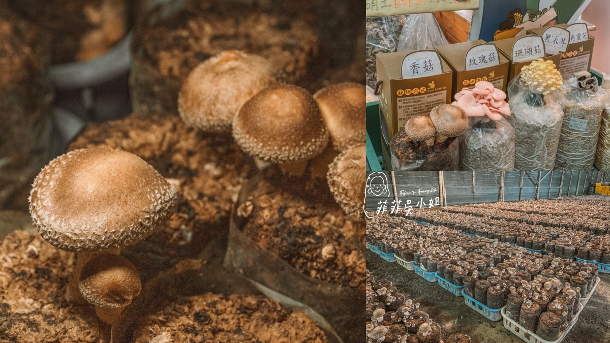 南投茶園景點，茶二指故事館，春秋茶事繽紛水管屋住一晚 @菲菲吳小姐