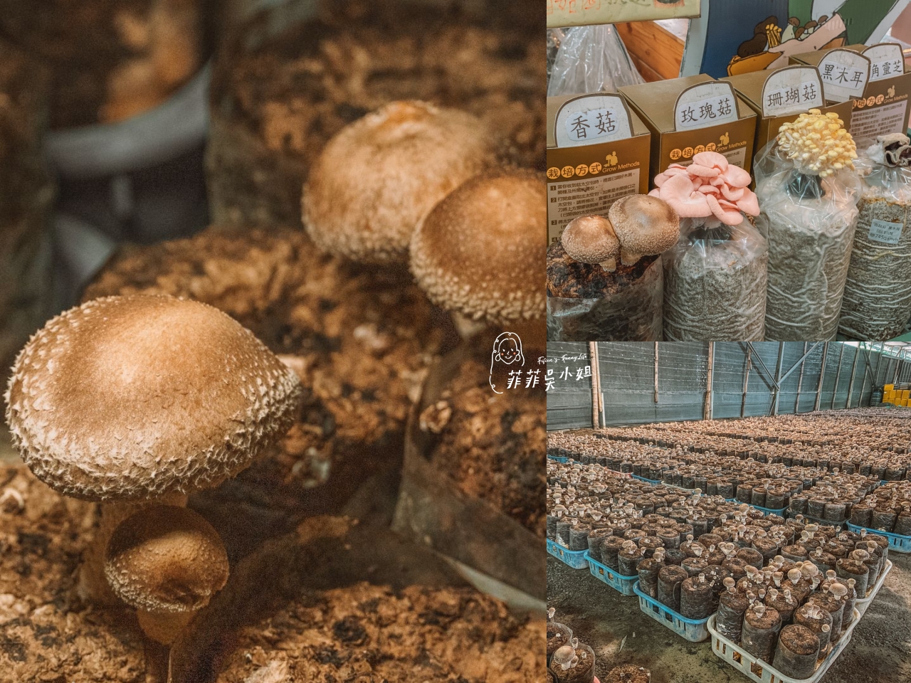 新社百菇莊,台中新社景點+美食,百菇莊香菇料理、自採香菇DIY @菲菲吳小姐 新社百菇莊,台中新社景點+美食,百菇莊香菇料理、自採香菇DIY @菲菲吳小姐