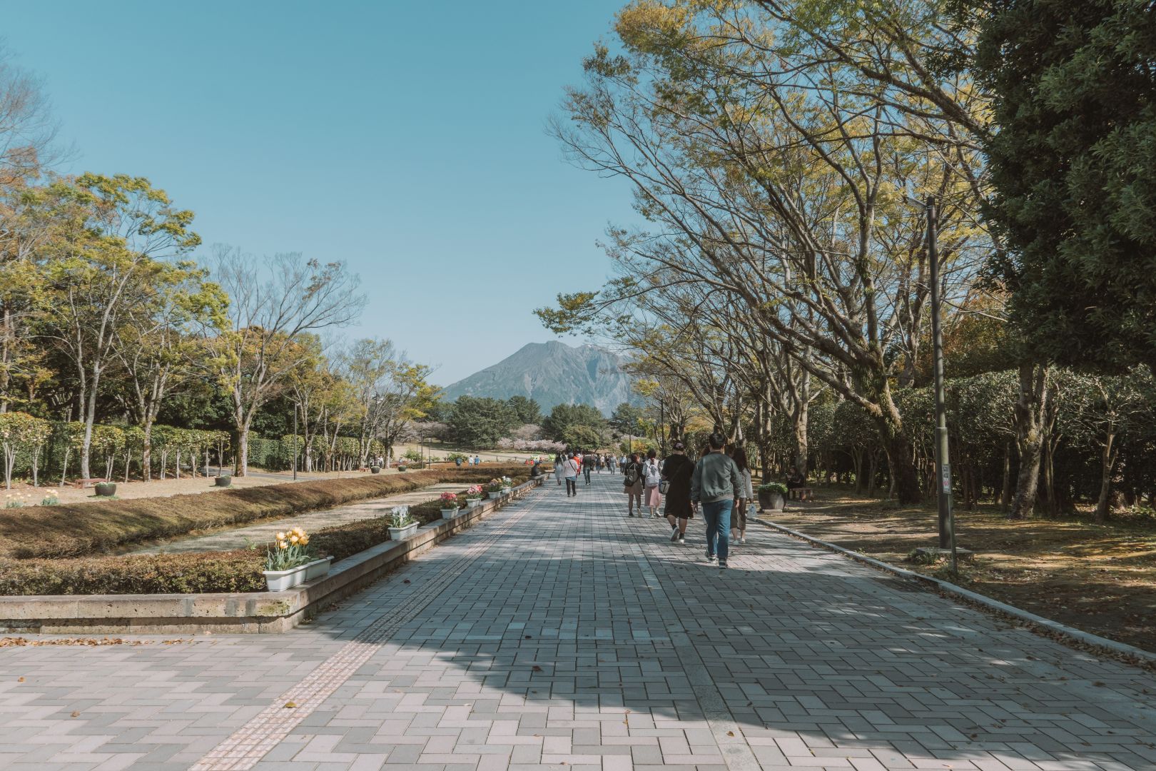 鹿兒島吉野公園，春季賞櫻聖地，眺望壯觀的櫻島火山 @菲菲吳小姐