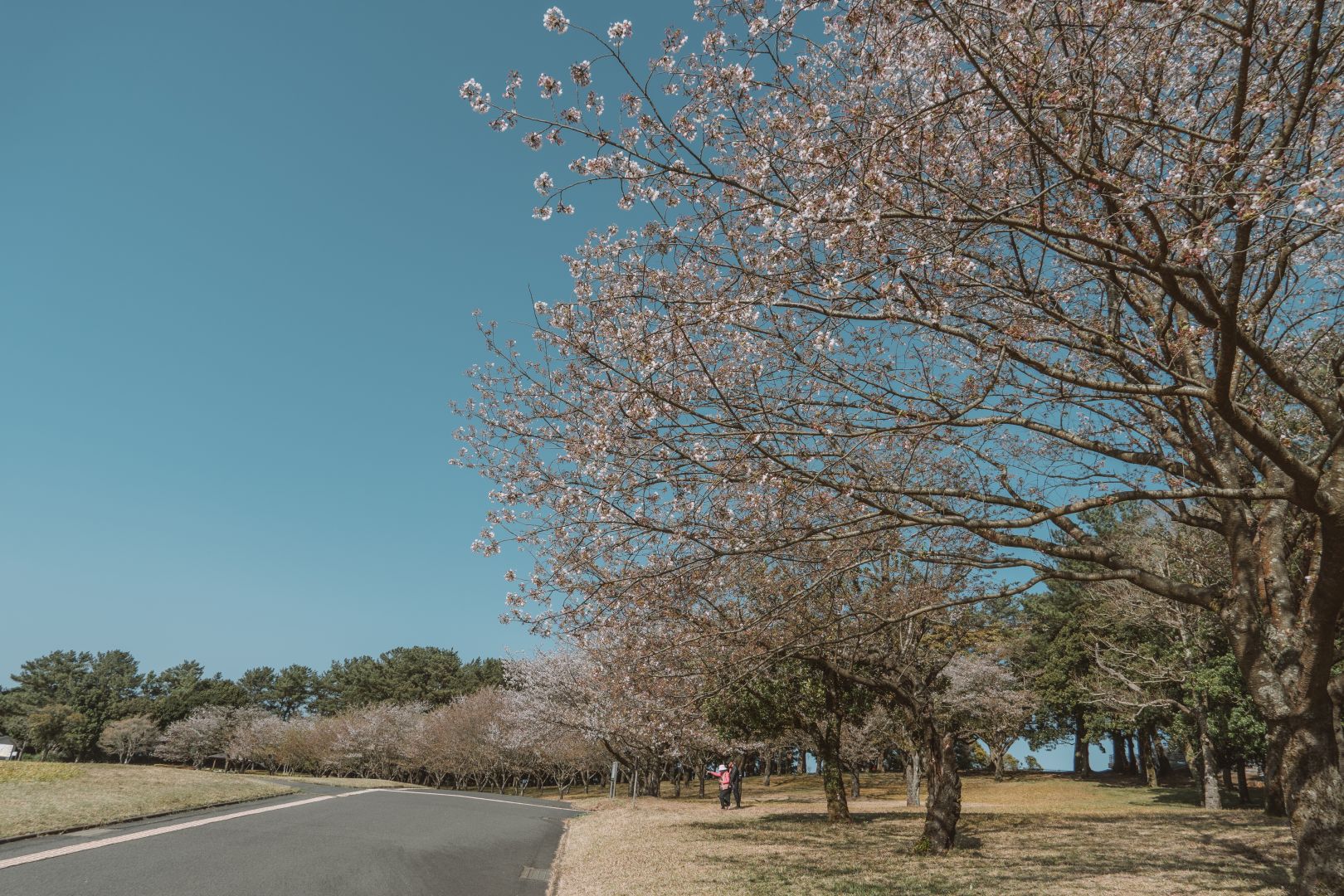 鹿兒島吉野公園，春季賞櫻聖地，眺望壯觀的櫻島火山 @菲菲吳小姐