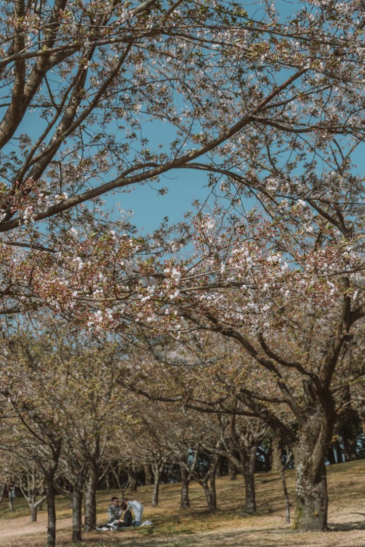 鹿兒島吉野公園，春季賞櫻聖地，眺望壯觀的櫻島火山 @菲菲吳小姐