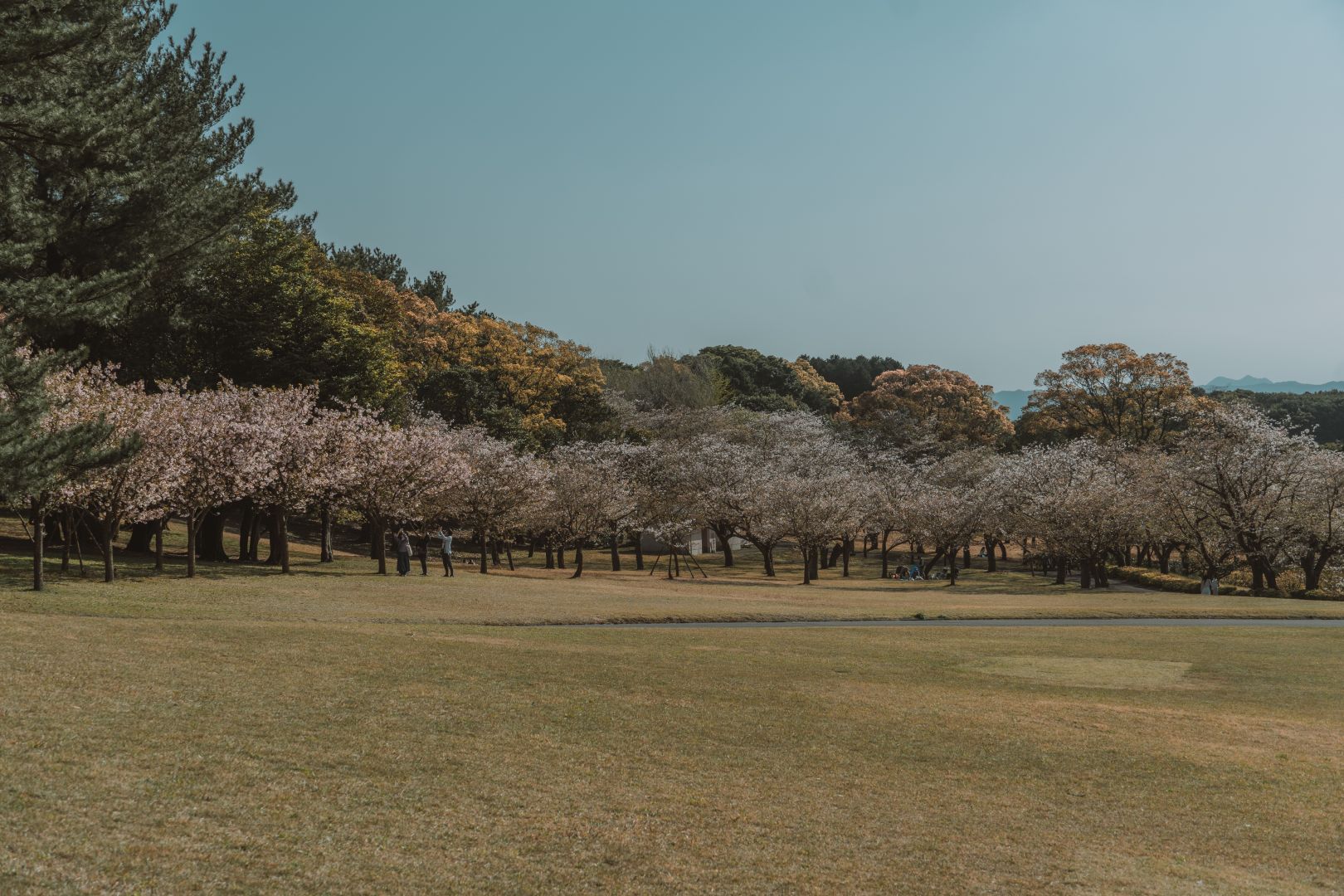 鹿兒島吉野公園，春季賞櫻聖地，眺望壯觀的櫻島火山 @菲菲吳小姐