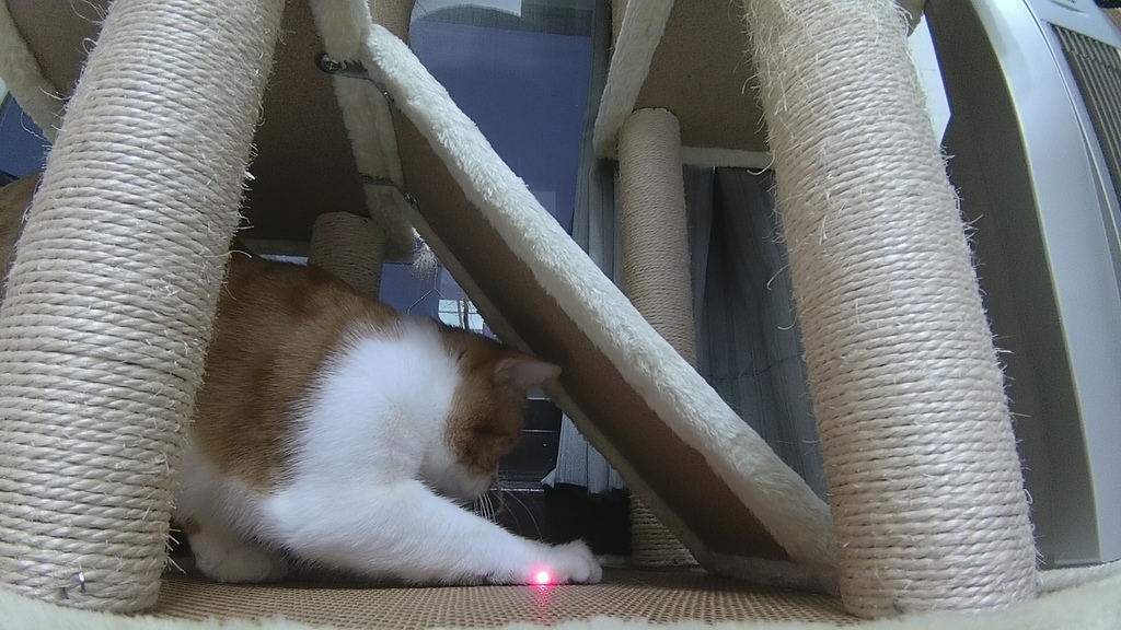如何讓貓在家不無聊？Ebo智能寵物伴侶開箱體驗 @菲菲吳小姐