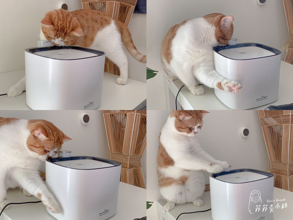 | 貓咪飲水機 | ALNPET寵物智能偵測殺菌式飲水機，首創雙重滅菌技術，讓心愛毛孩安心喝好水 @菲菲吳小姐